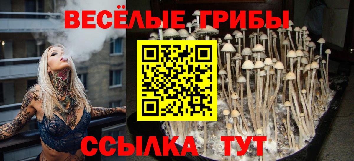 Галлюциногенные грибы Psilocybe Мценск
